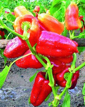 Thick-walled peppers