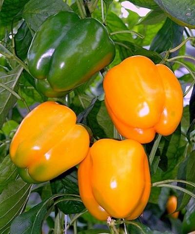 Thick-walled varieties of pepper for open ground 