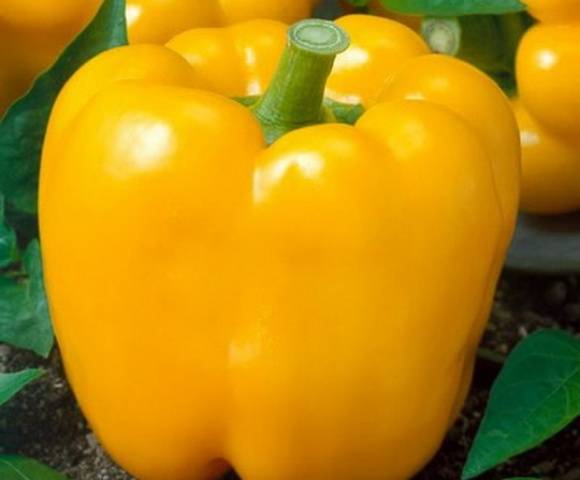 Thick-walled varieties of pepper for open ground 