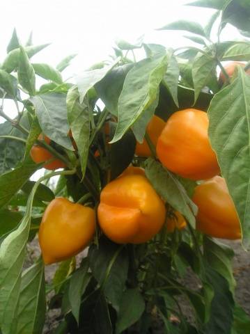 Thick-walled varieties of pepper for open ground 