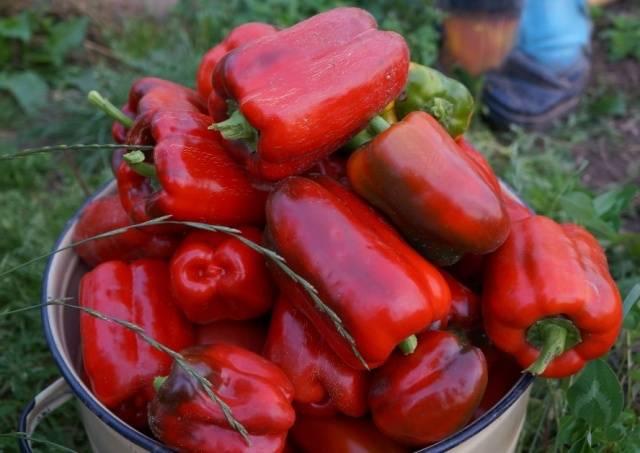 Thick-walled varieties of pepper for open ground 