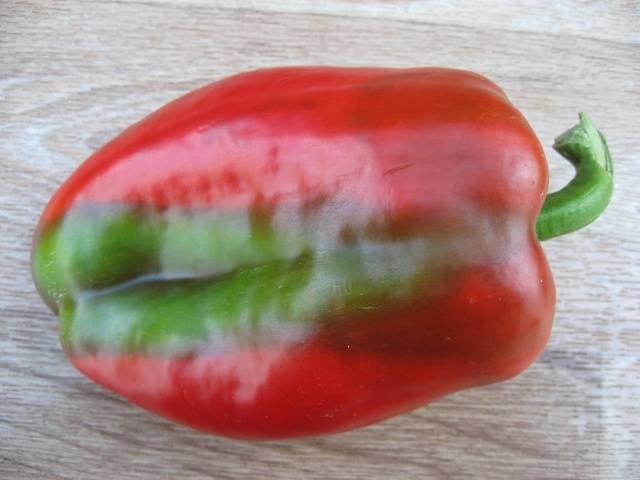 Thick-walled varieties of pepper for open ground 