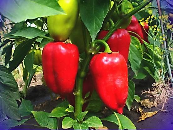 Thick-walled varieties of pepper for open ground 