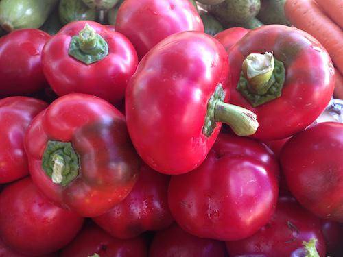 Thick-walled varieties of pepper for open ground 