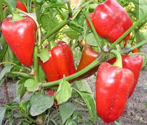 Thick-walled varieties of pepper for open ground 