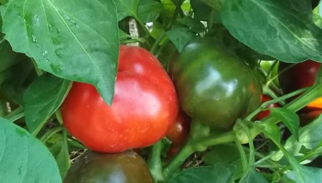 Thick-walled varieties of pepper for open ground 