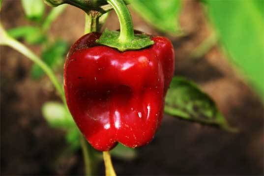 Thick-walled varieties of pepper for open ground 