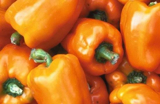 Thick-walled varieties of pepper for open ground 