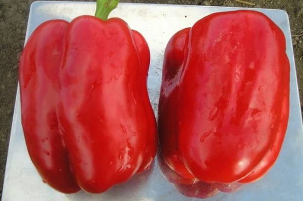 Thick-walled varieties of pepper for open ground 