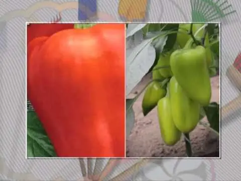 Thick-walled varieties of pepper for open ground 