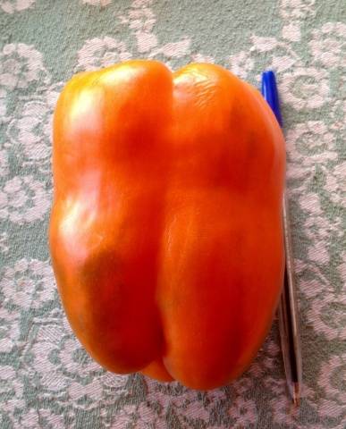 Thick-walled varieties of pepper for open ground 