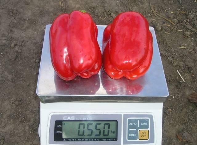 Thick-walled varieties of pepper for open ground 