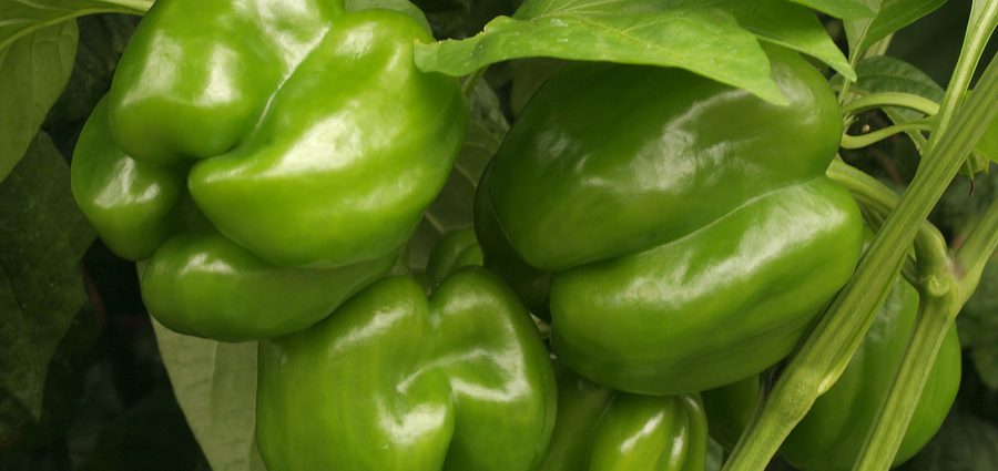 Thick-walled varieties of pepper for open ground 