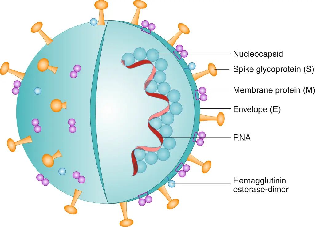 This is how the coronavirus attacks lung cells. Photographs, although resembling abstract art, are terrifying