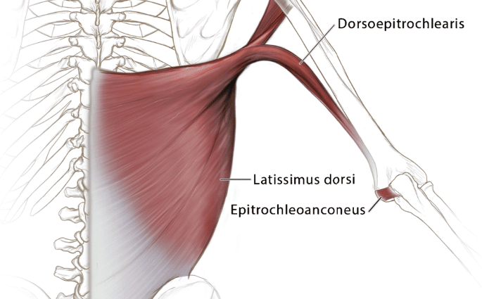 This muscle is a very useful memento of our ancestors, but not everyone has it