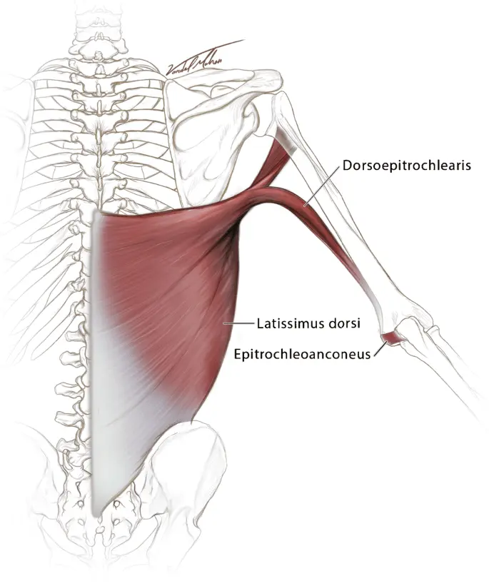 This muscle is a very useful memento of our ancestors, but not everyone has it