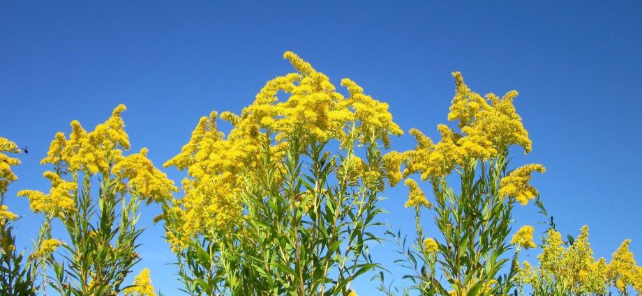 This plant can be dangerous. It grows in Polish meadows