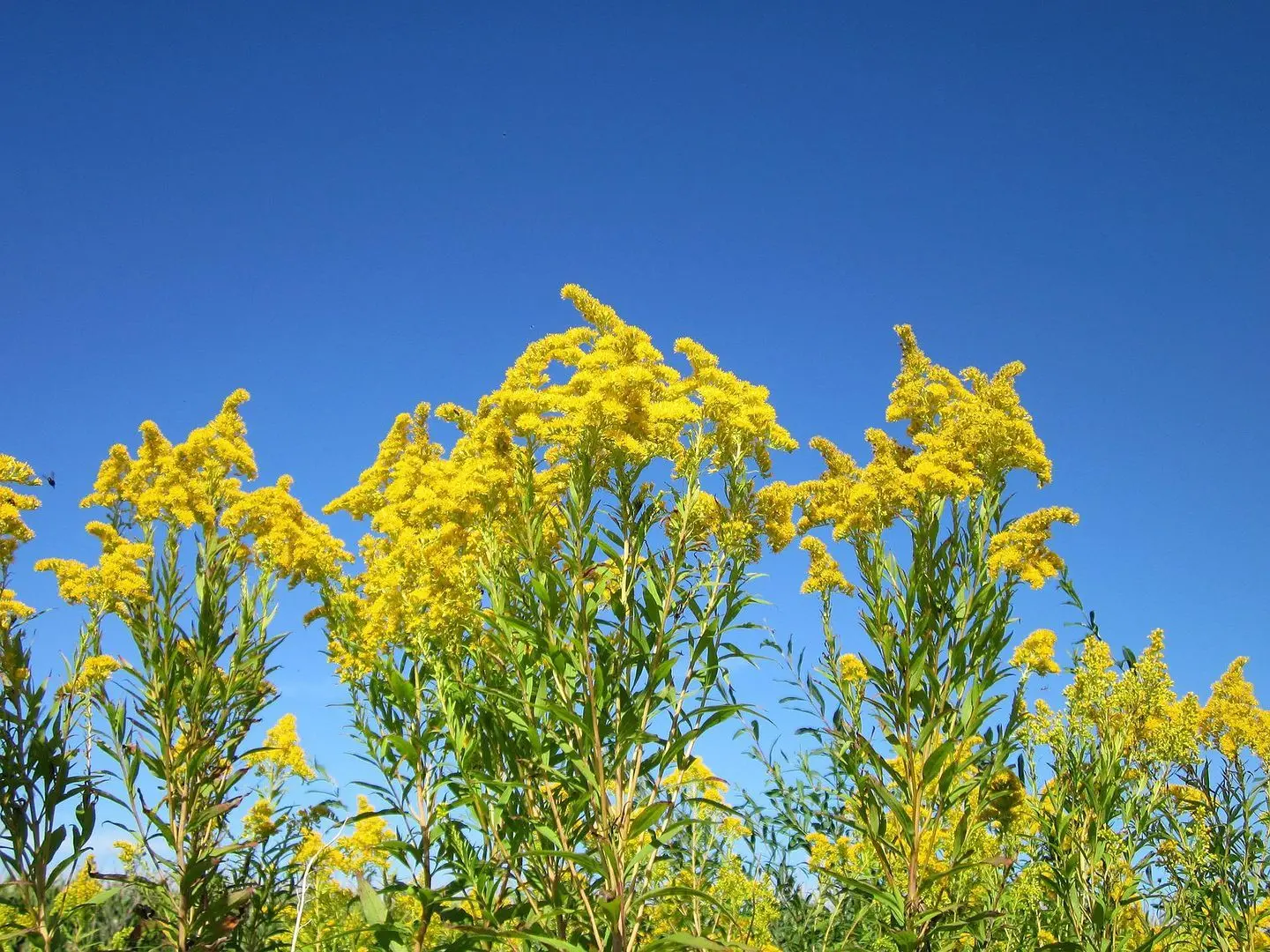This plant can be dangerous. It grows in Polish meadows