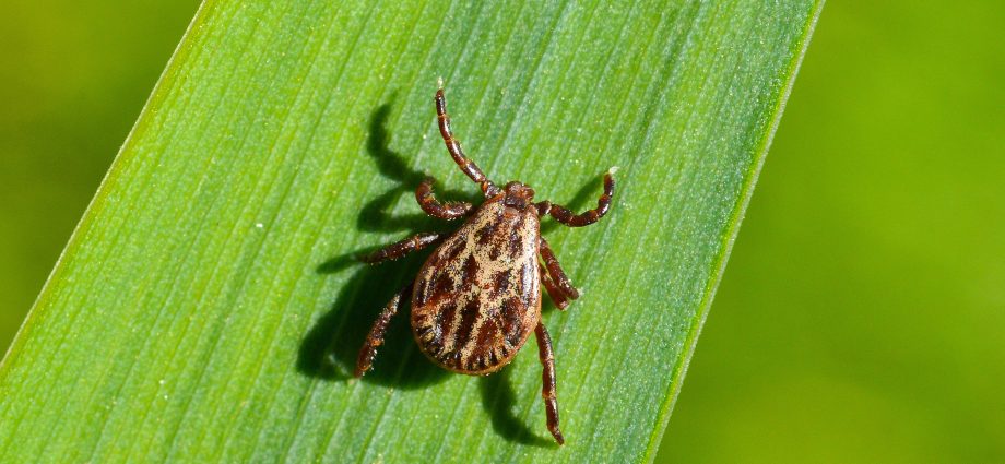 This year, fewer people are infected with Lyme disease. Ticks let go? [REPORT MEDTvoiLokony]