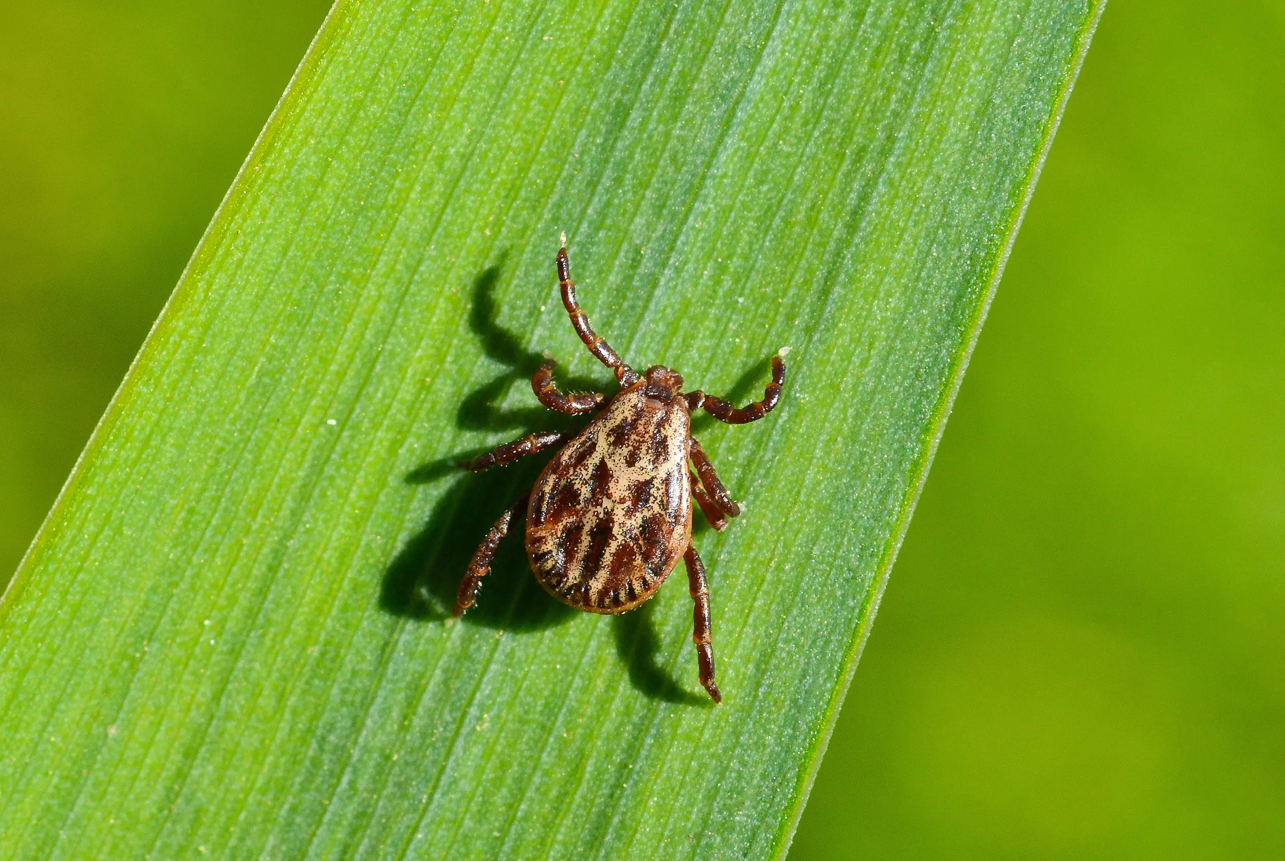 This year, fewer people are infected with Lyme disease. Ticks let go? [REPORT MEDTvoiLokony]