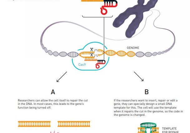 This year&#8217;s Nobel Prize in Chemistry for the creation of the &#8220;gene scissors&#8221;. What is the CRISPR / CAS9 method? [WE EXPLAIN]