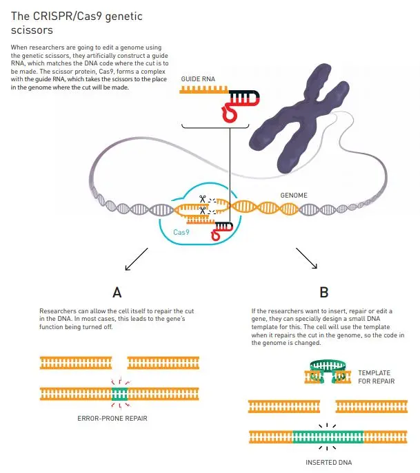 This year&#8217;s Nobel Prize in Chemistry for the creation of the &#8220;gene scissors&#8221;. What is the CRISPR / CAS9 method? [WE EXPLAIN]