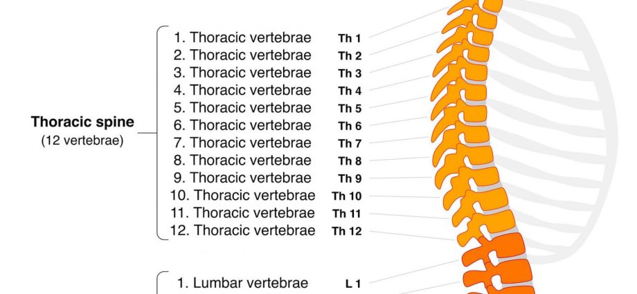 Thoracic spine &#8211; how many vertebrae does it consist of? Thoracic spine diseases