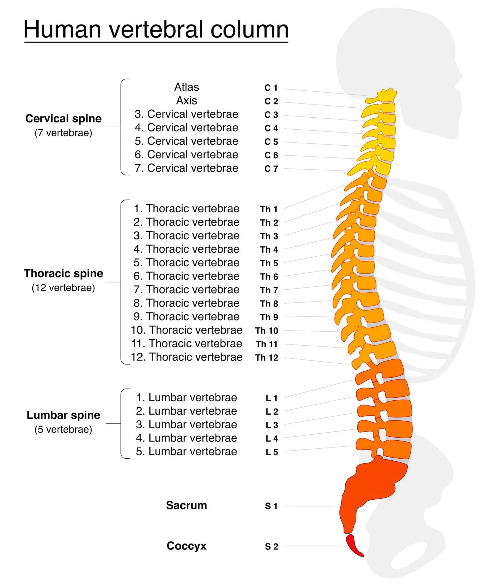 Thoracic spine &#8211; how many vertebrae does it consist of? Thoracic spine diseases