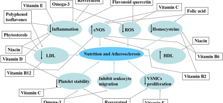 Three different diets are equally effective in protecting against atherosclerosis