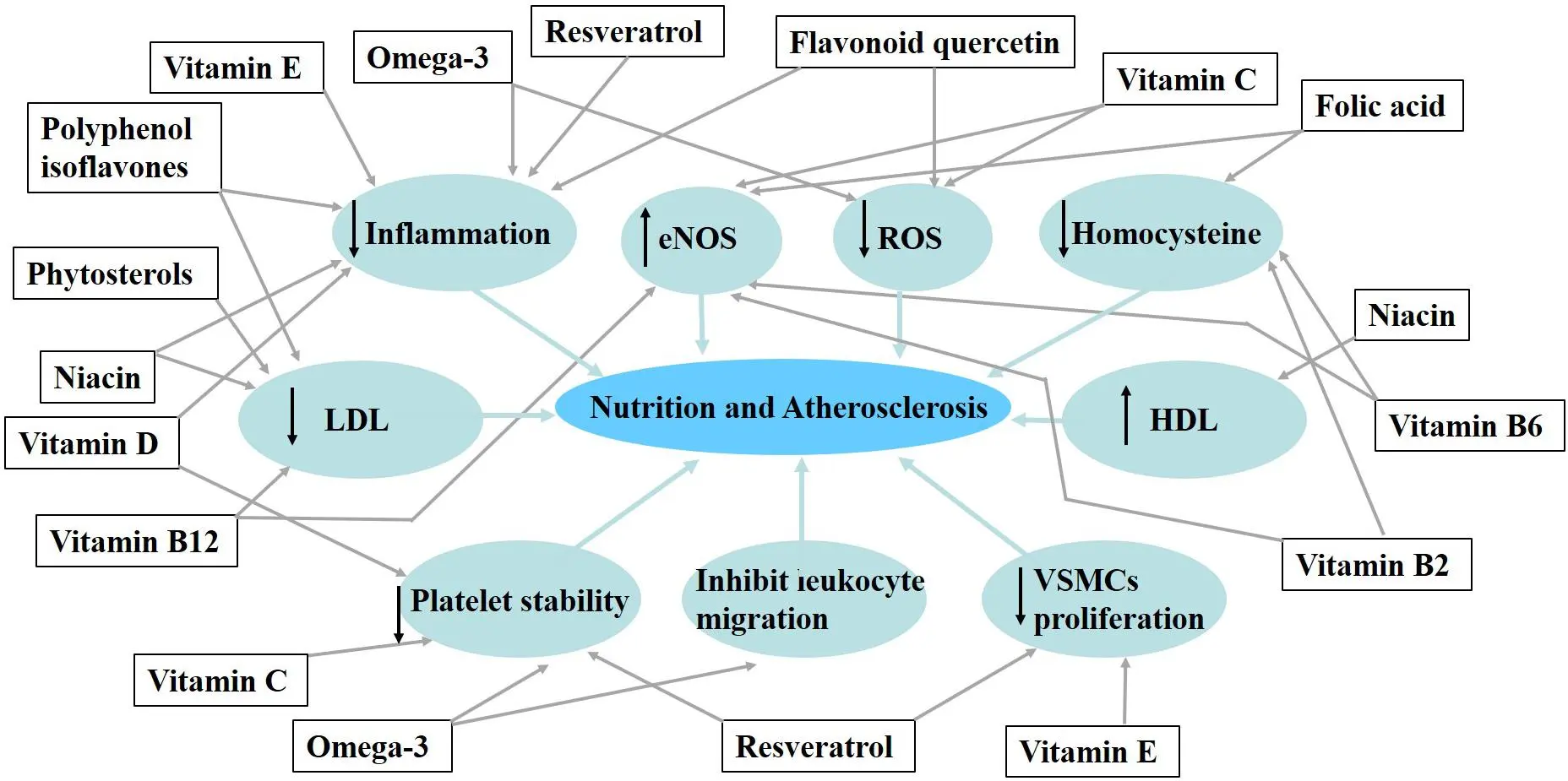 Three different diets are equally effective in protecting against atherosclerosis