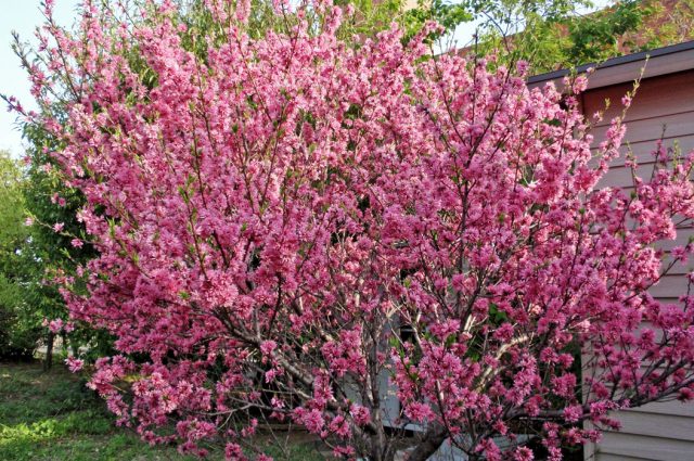 Three-lobed almond (Louisania)