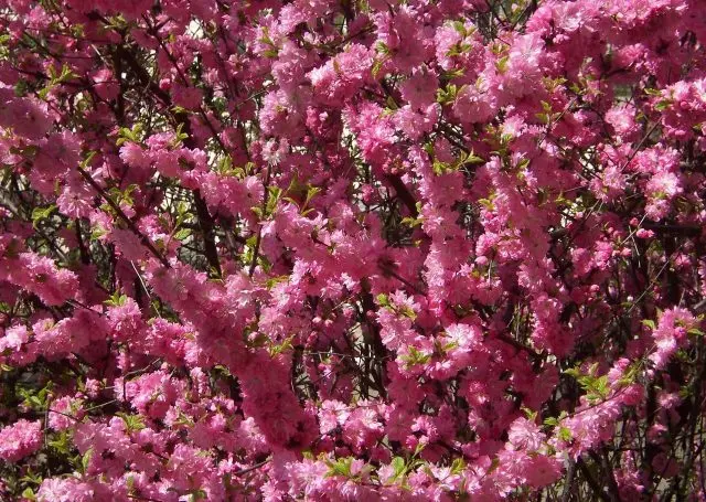 Three-lobed almond (Louisania)