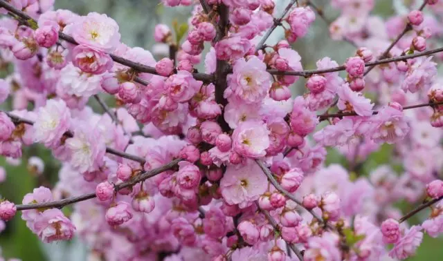 Three-lobed almond (Louisania)