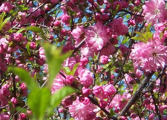 Three-lobed almond (Louisania)