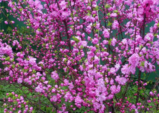 Three-lobed almond (Louisania)