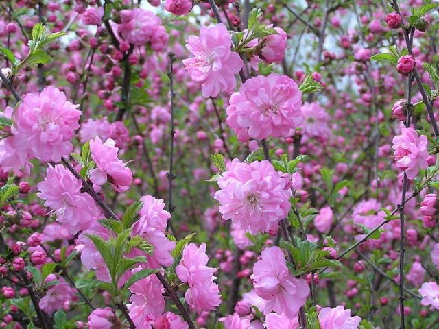 Three-lobed almond (Louisania)