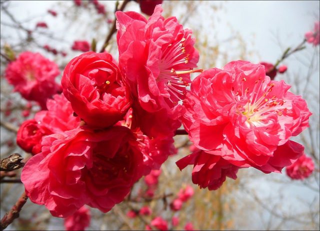 Three-lobed almond (Louisania)