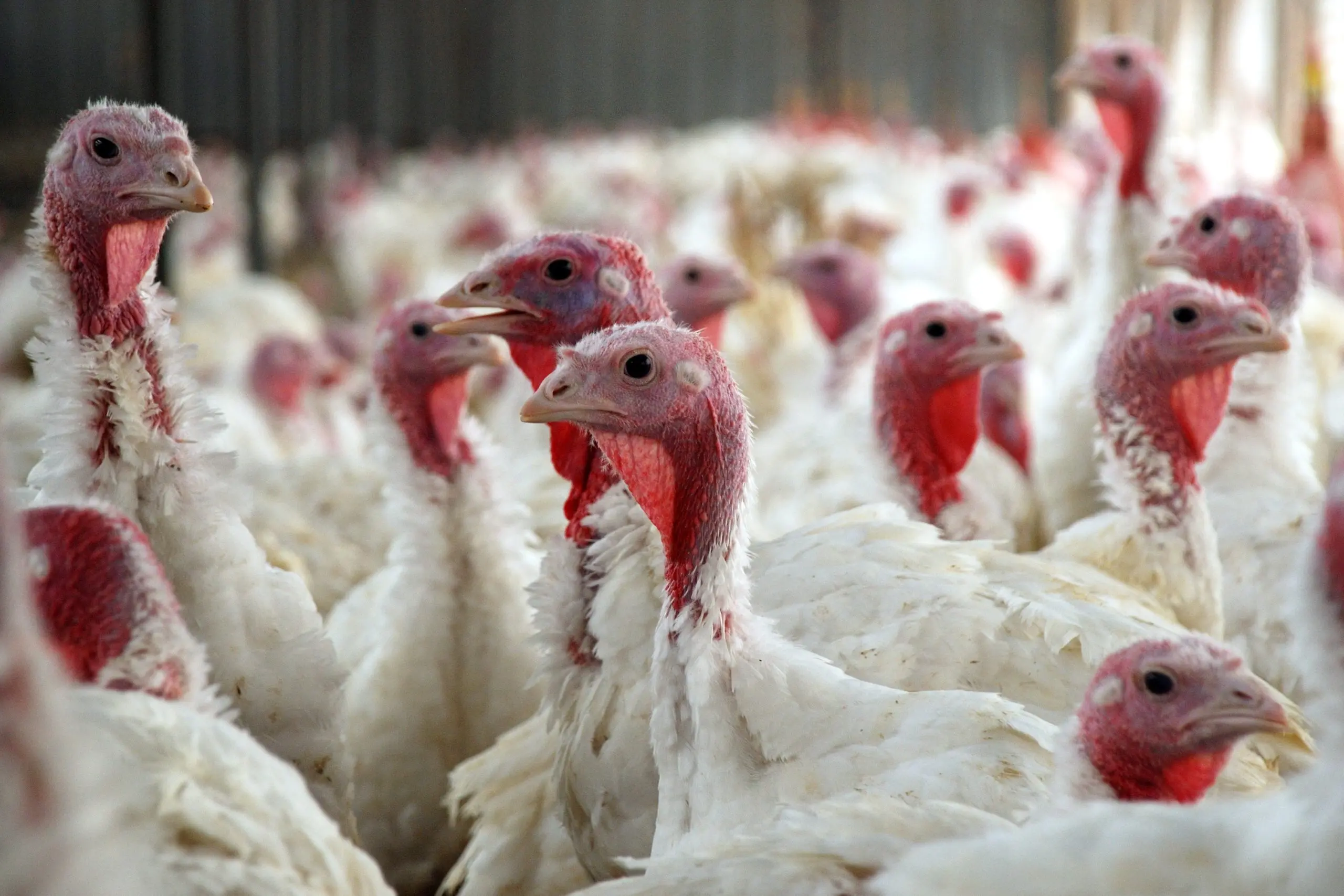 Three outbreaks of avian flu in Italy