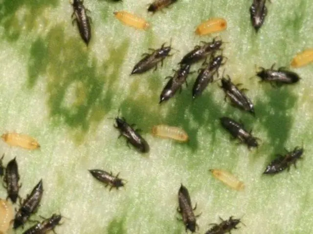 Thrips on cucumbers: photo and fight against them