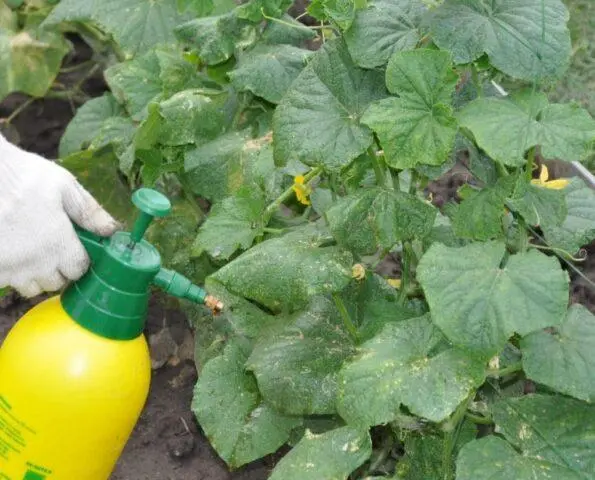 Thrips on cucumbers: photo and fight against them