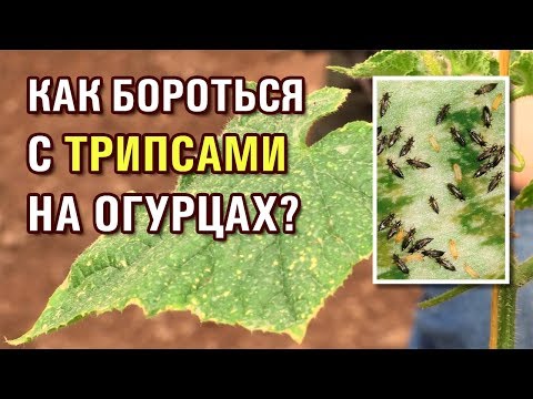 Thrips on cucumbers: photo and fight against them