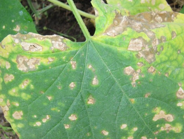 Thrips on cucumbers: photo and fight against them