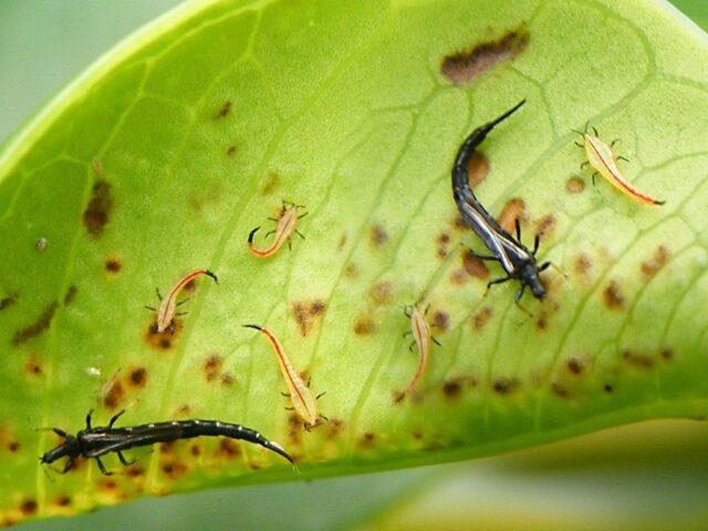 Thrips on eggplant: photo, how to fight at home