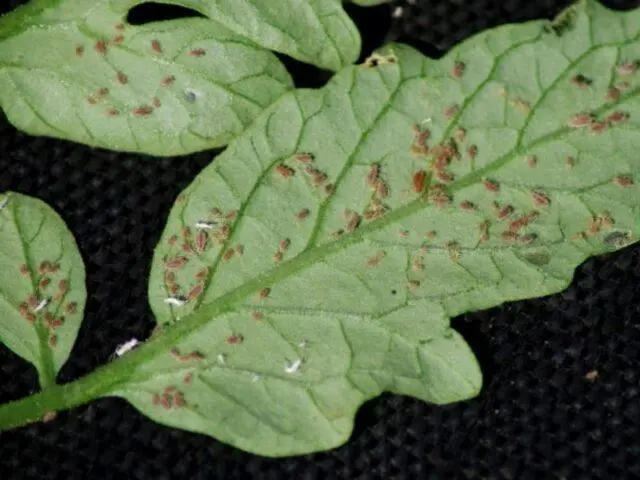 Thrips on tomatoes: photo, how to fight