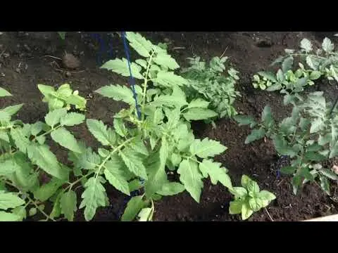 Thrips on tomatoes: photo, how to fight