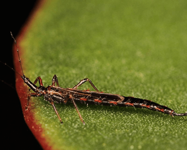 Thrips on tomatoes: photo, how to fight