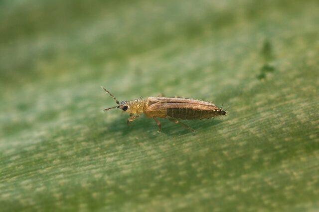 Thrips on tomatoes: photo, how to fight