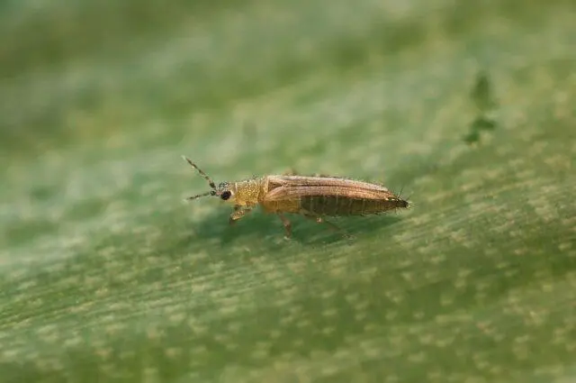 Thrips on tomatoes: photo, how to fight