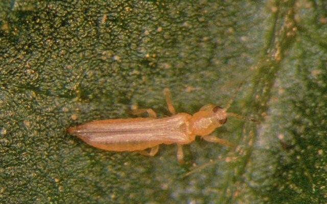 Thrips on tomatoes: photo, how to fight