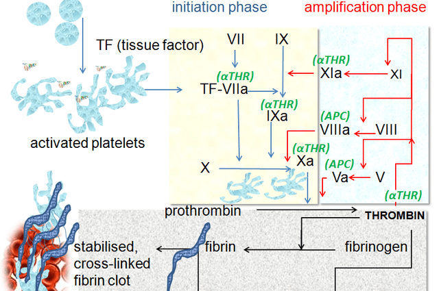 Thrombin time (TT) &#8211; blood clotting, the course of the examination, deviations from the norm